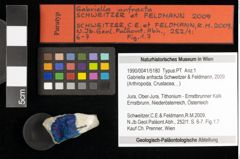 Foto (Objekt + Etiketten) von Gabriella anfracta (Schweitzer & Feldmann, 2009) 